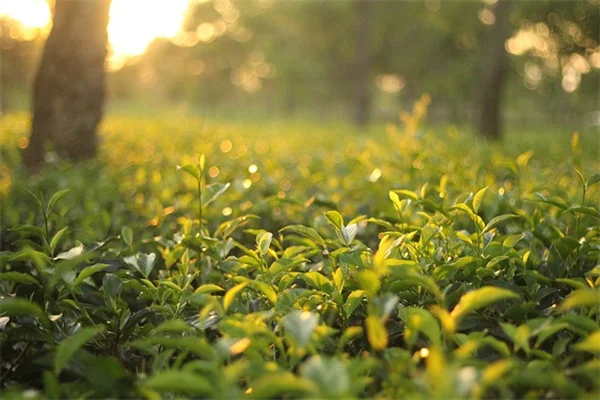 AIが生成した？実は本物！驚きの植物8選