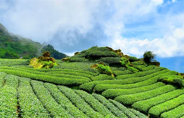 本物そっくり！AIよりすごい8つの植物